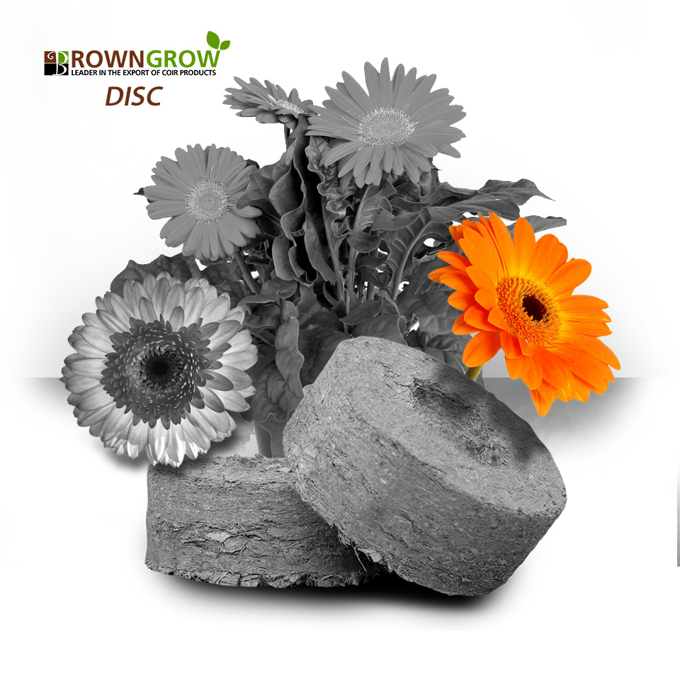 Browngrow Disc (Gerberas)